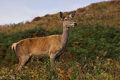 亚马逊网游《新世界》让大量RTX 3090变砖