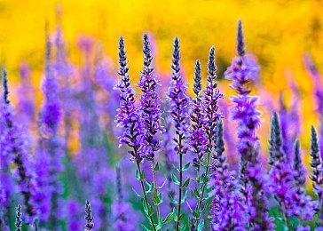 复古街机游戏合集《UFO 50》现已正式推出 获特别好评